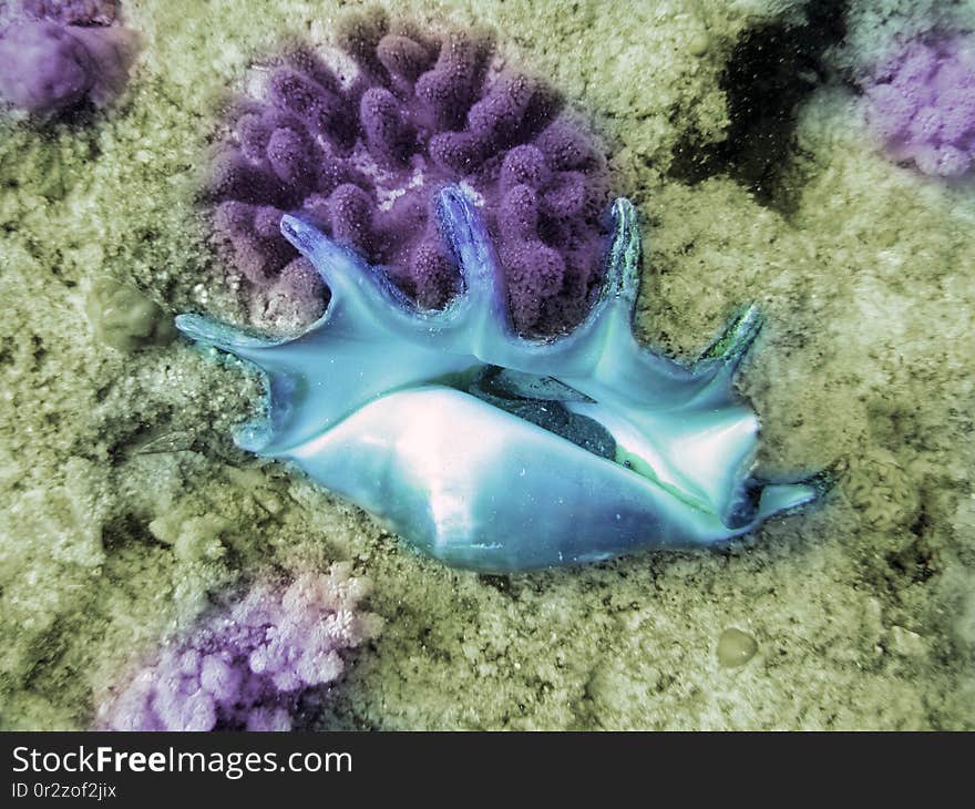 big cockleshell. Underwater world.Indian ocean.