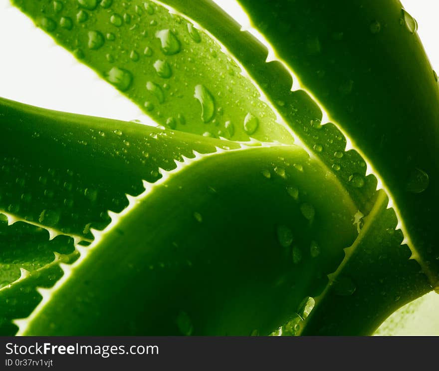 Green aloe with water drops