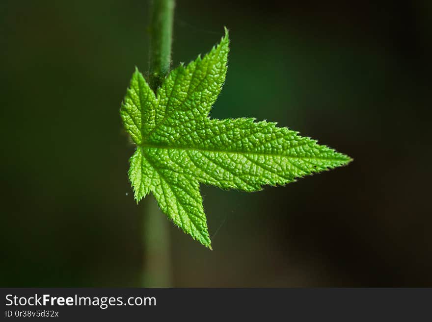 The leaves of the weeds that are unique