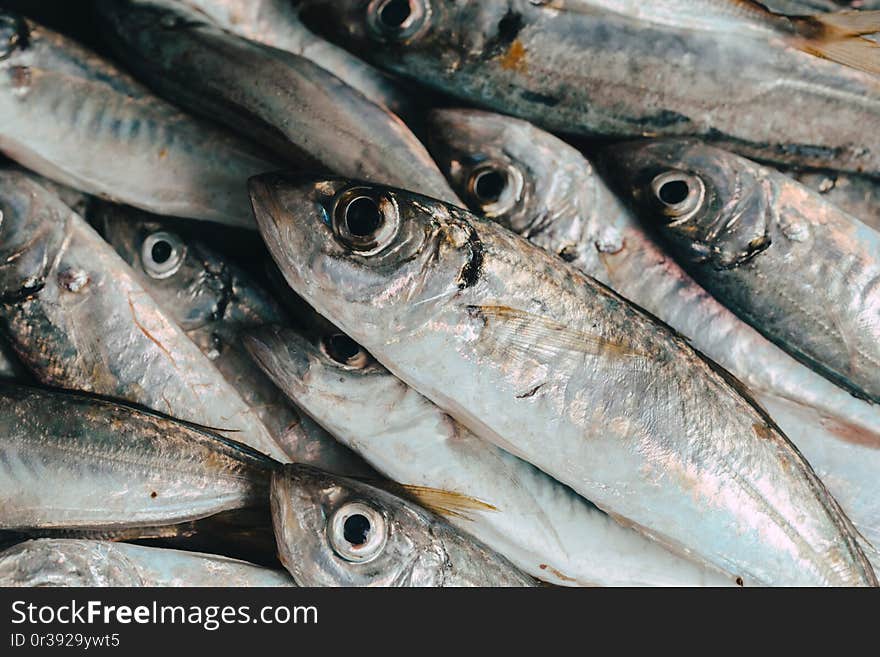 Fresh fish in market on dark background. Fresh fish in market on dark background