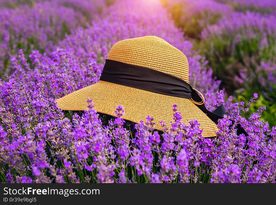 Beautiful hat on a lavender field on a sunny day