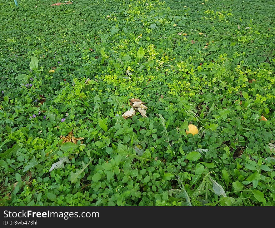 Lovely Nature and its Greenery. Lovely Nature and its Greenery