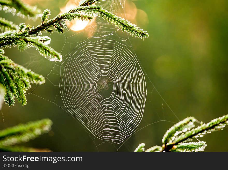 Fir tree covered with spiders web or cobwebs. autumn in coming. fall nature detail with beautiful view. Fir tree covered with spiders web or cobwebs. autumn in coming. fall nature detail with beautiful view