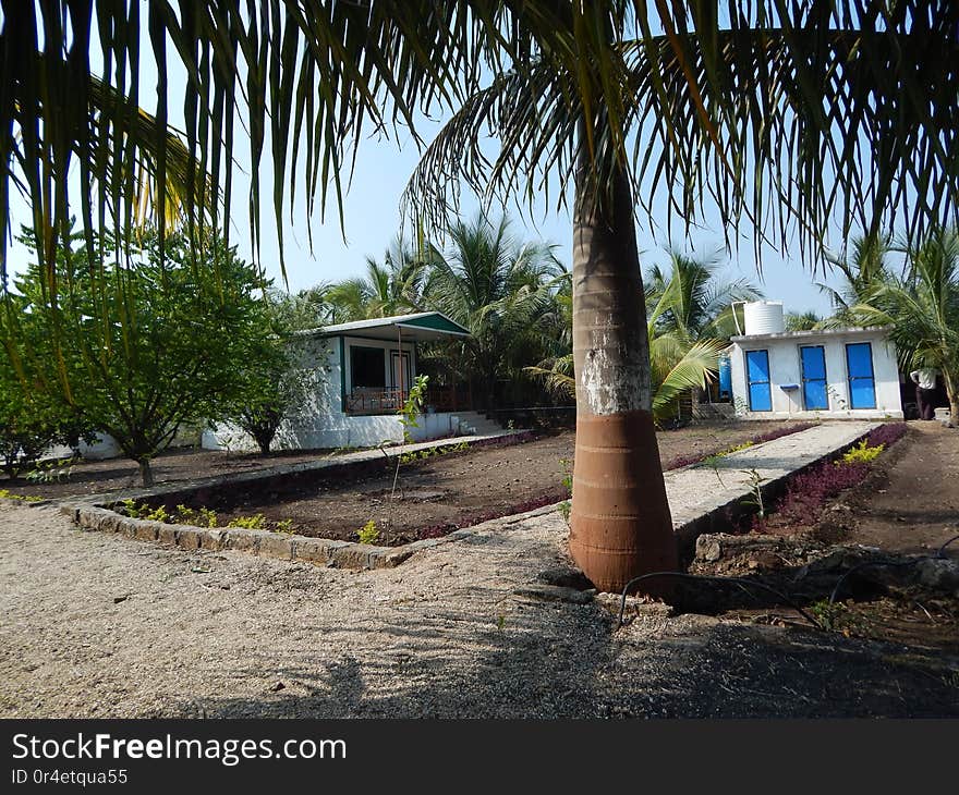 Farm house with coconut tree