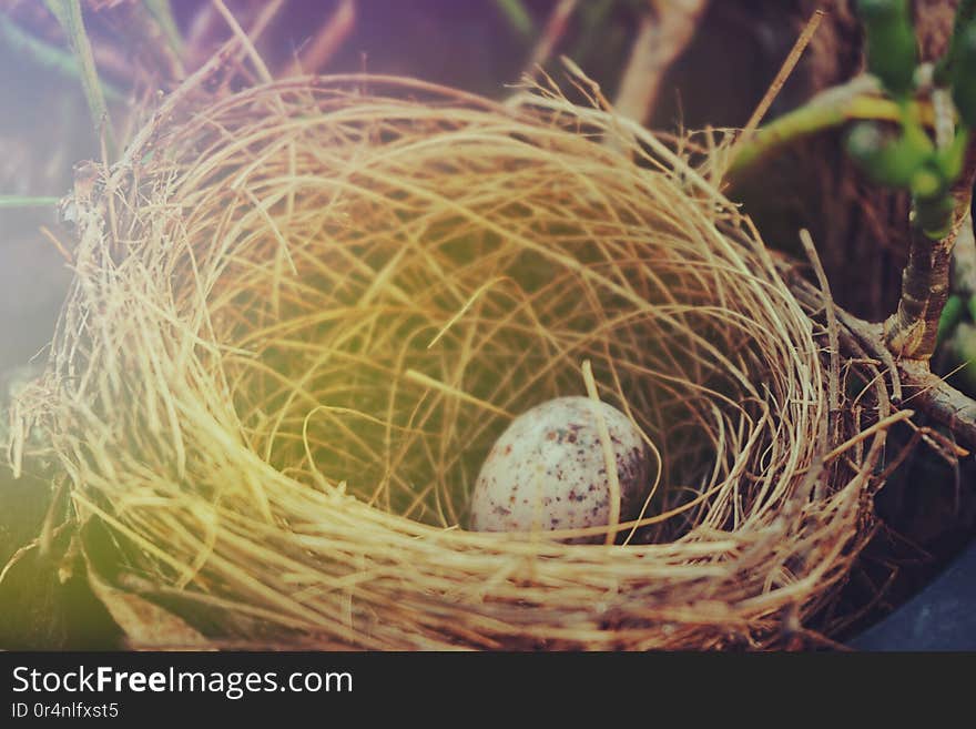 Bird nest with egg in the garden with filter color