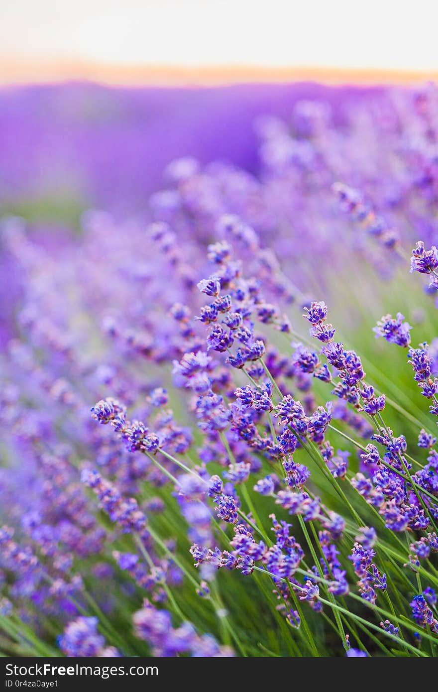 Violet lavender flowers plantation at sunset. Violet lavender flowers plantation at sunset