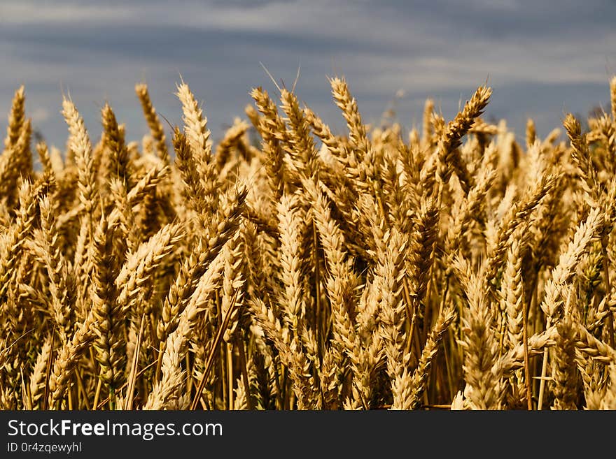 Golden yellow colored wheat on field close up detail under clouds. Golden yellow colored wheat on field close up detail under clouds