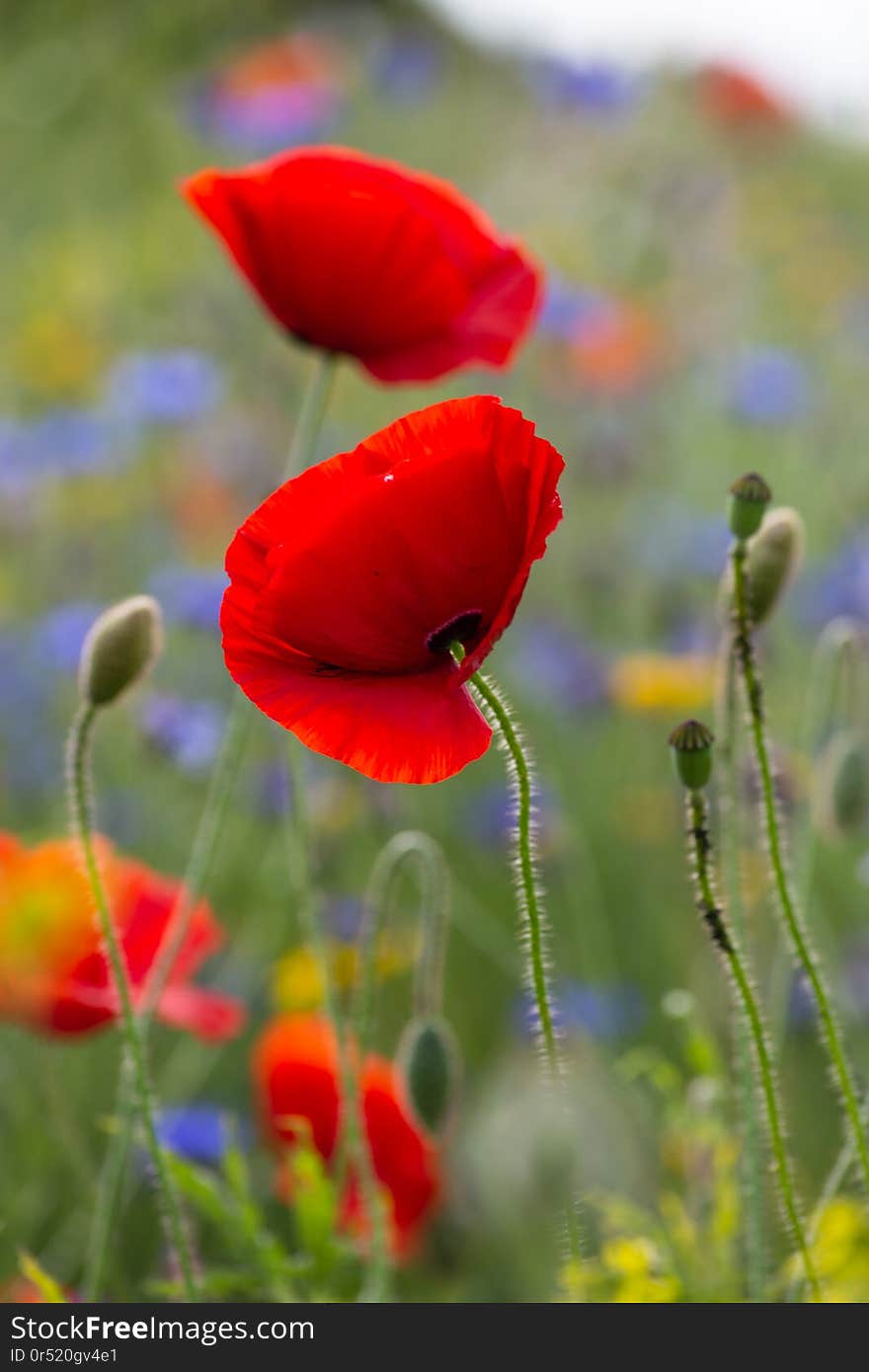 red poppy flowers in a meadow at south germany summer afternoon