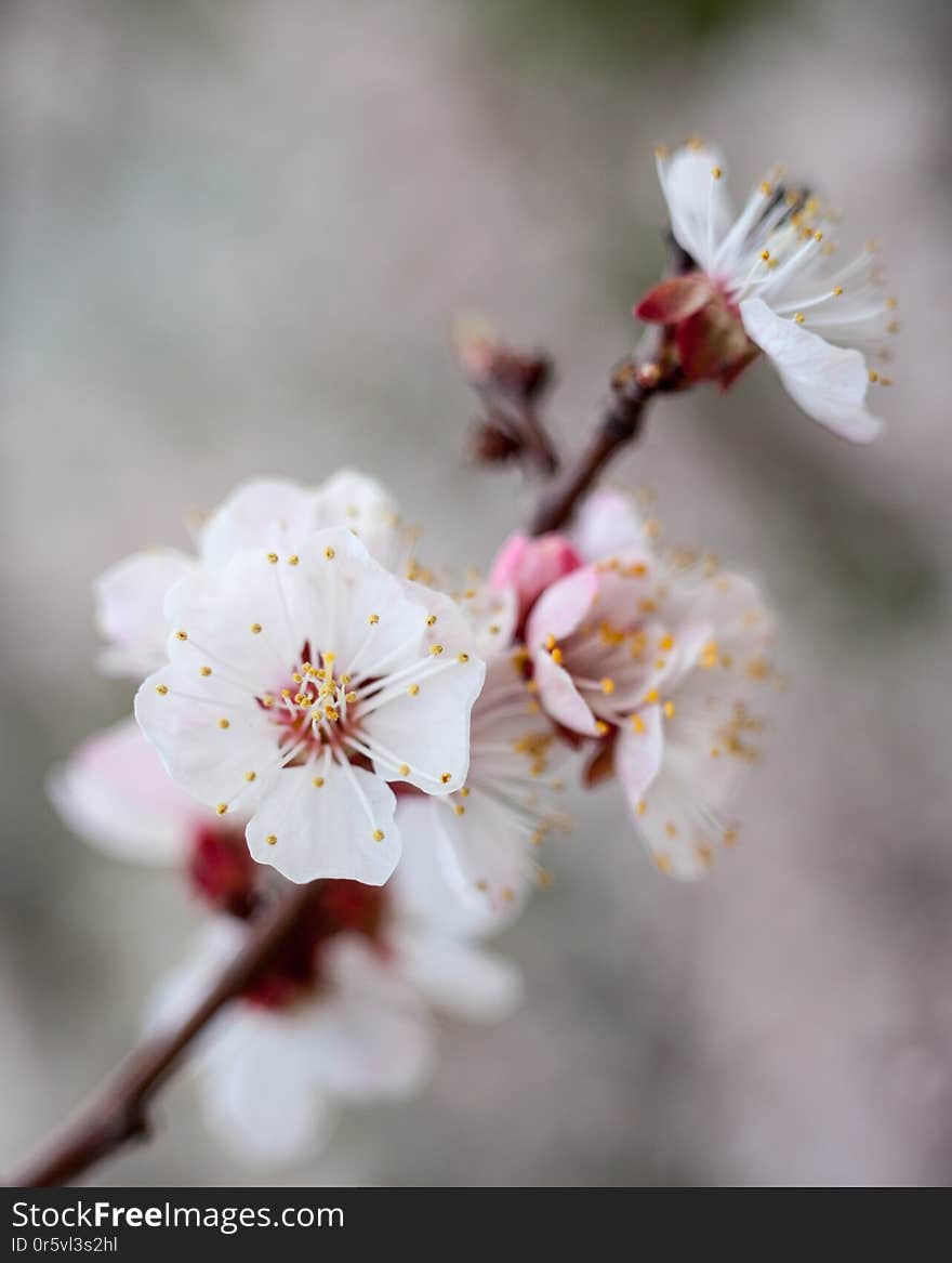 Apricot tree flowers