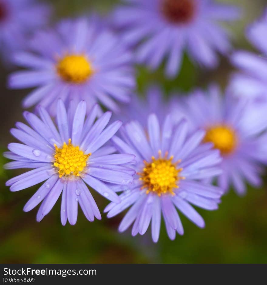 Blue aster flowers in the autumn garden. Close-up