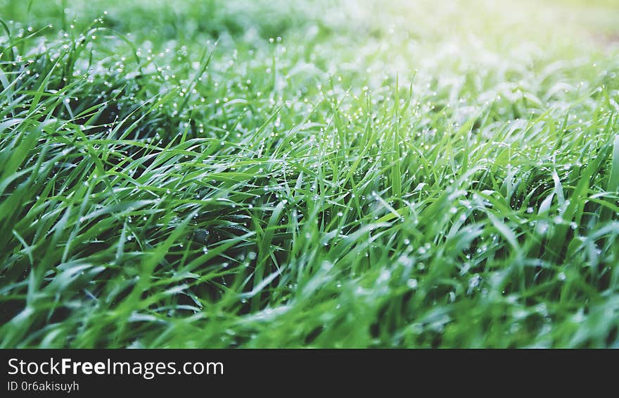 Juicy lush green grass on meadow with drops of water dew in morning light in spring summer outdoors close-up macro, panorama.