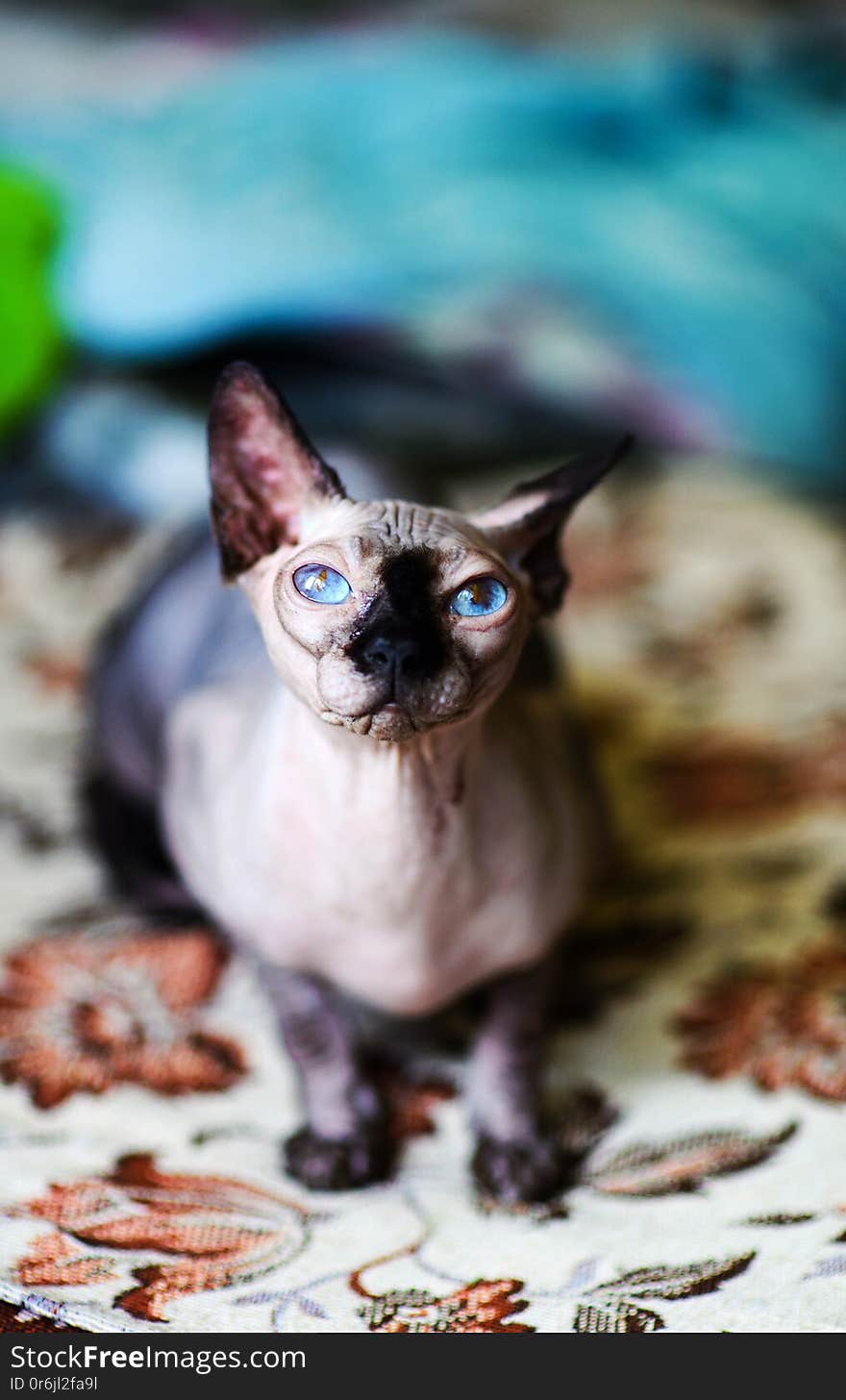 A Beautiful Gray Sphinx Cat