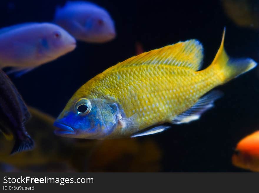 Young giraffe hap cichlid, Nimbochromis venustus, mbuna fish species, endemic to African Rift lake Malawi on black background