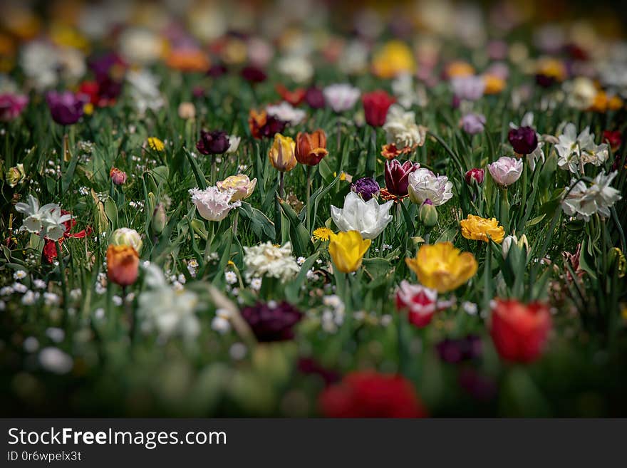 Beautiful colorful delicate tulips in a green garden in the warm spring sun