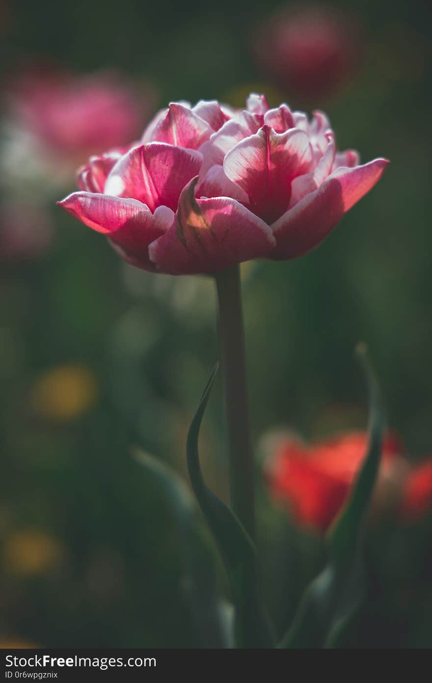 Colorful delicate tulips in a green garden in the warm spring sun