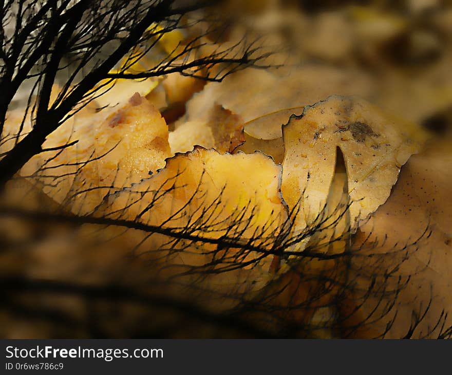 Golden autumn leaves under defoliated branch