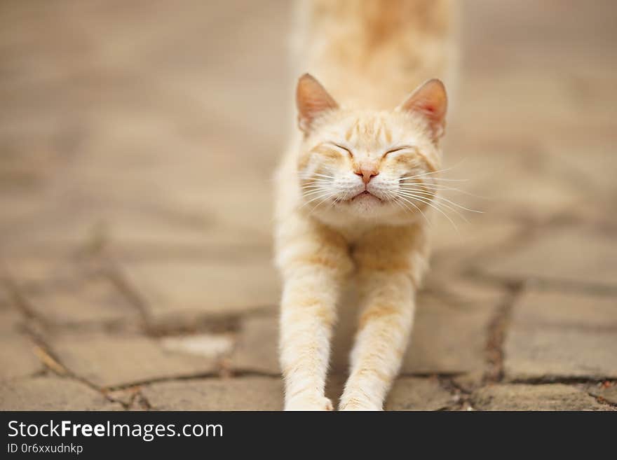 Cute ginger cat is stretching in the street with closed eyes. Cute ginger cat is stretching in the street with closed eyes