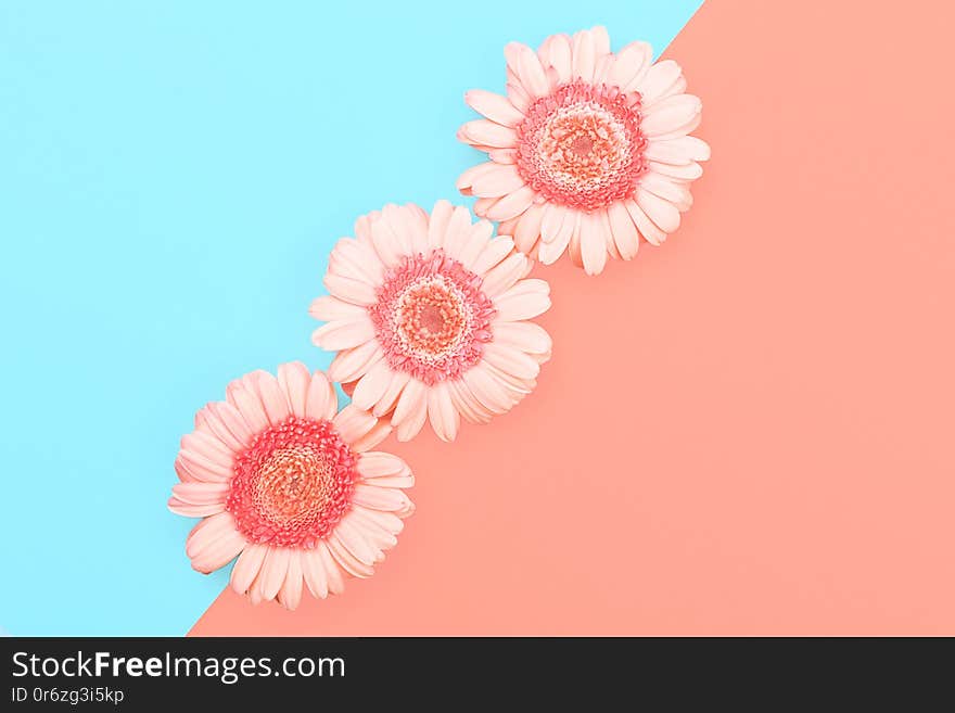 Three gerberas on blue and coral combination background. Flat-lay, top view