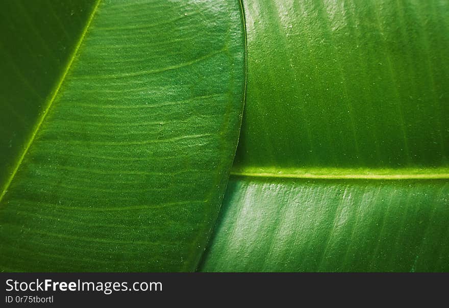 Ficus elastica, rubber fig leafs close up macro