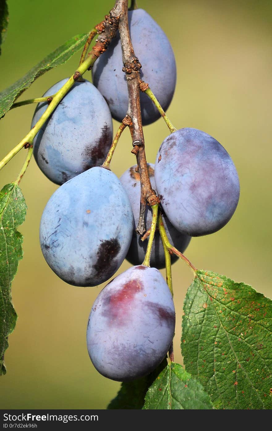 In the garden on a branch of a tree ripe plums. In the garden on a branch of a tree ripe plums