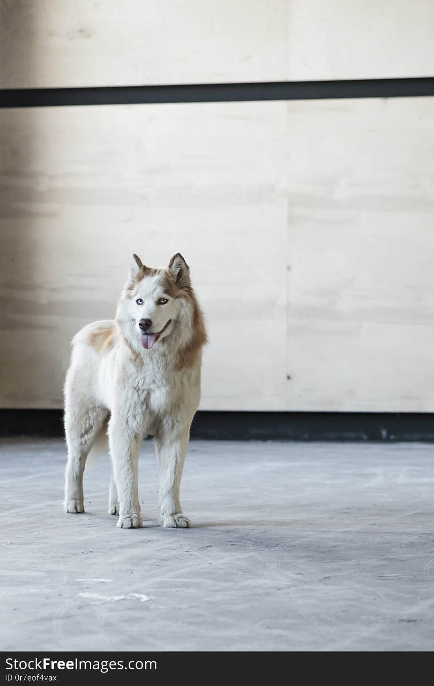 Portrait of Beige and white cute and happy Siberian Husky dog. Husky with beautiful blue eyes. Portrait of Beige and white cute and happy Siberian Husky dog. Husky with beautiful blue eyes.