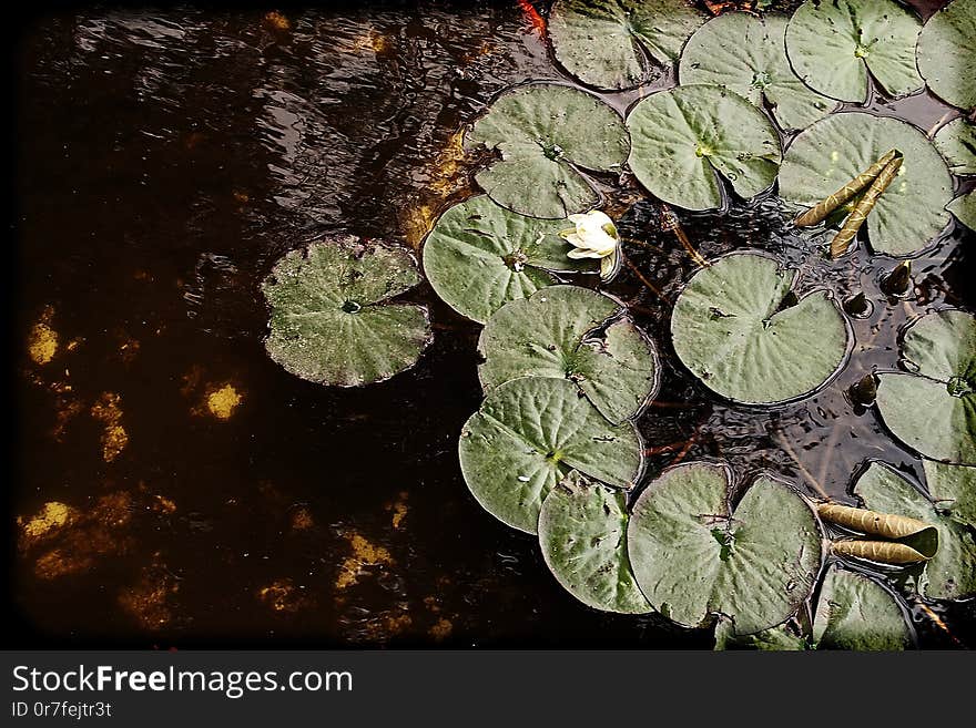 White flowers water lilies growing among green leaves in a garden pond