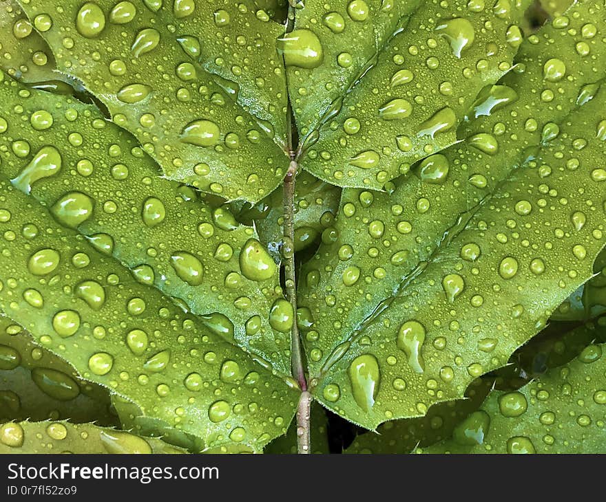 Rain drops or droplets of water on a green leaf