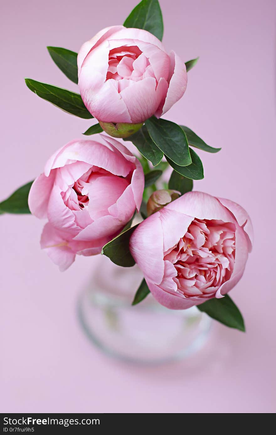 Peony flower bouquet in a vase on the pink background close up