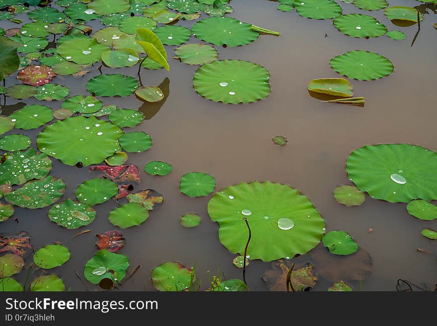 Green lotus leaves in the lake background.