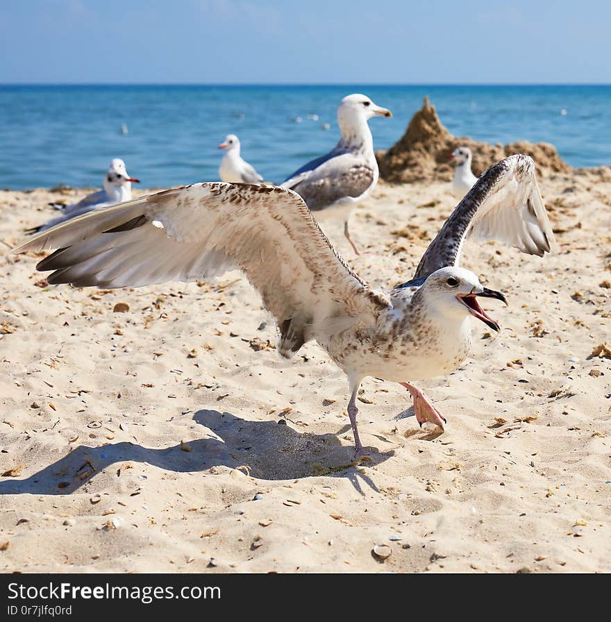 big white sea gulls on the sandy coast of the Black Sea on a summer day, Ukraine