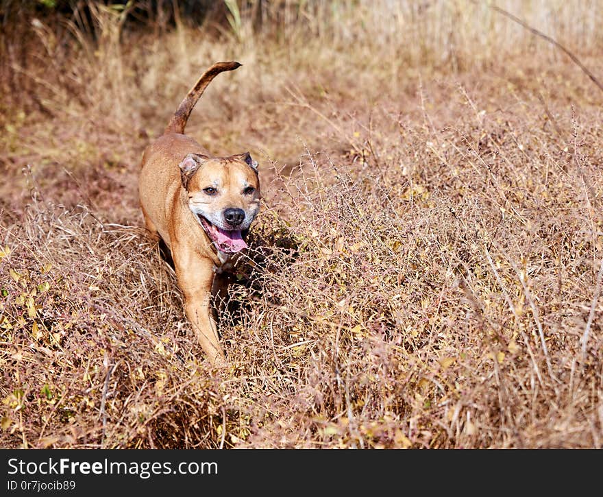 red American pit bulls walking on nature, dog stuck out his tongue and runs fun through the dry grass