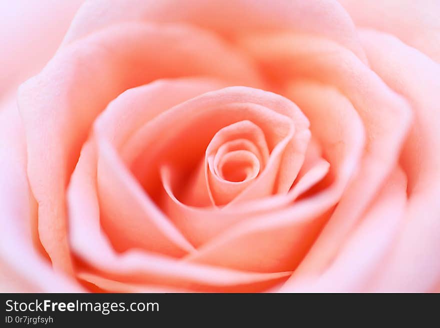 Close up pink rose flower soft focus.