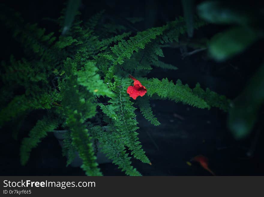 Green Fern In Park In The Morning.