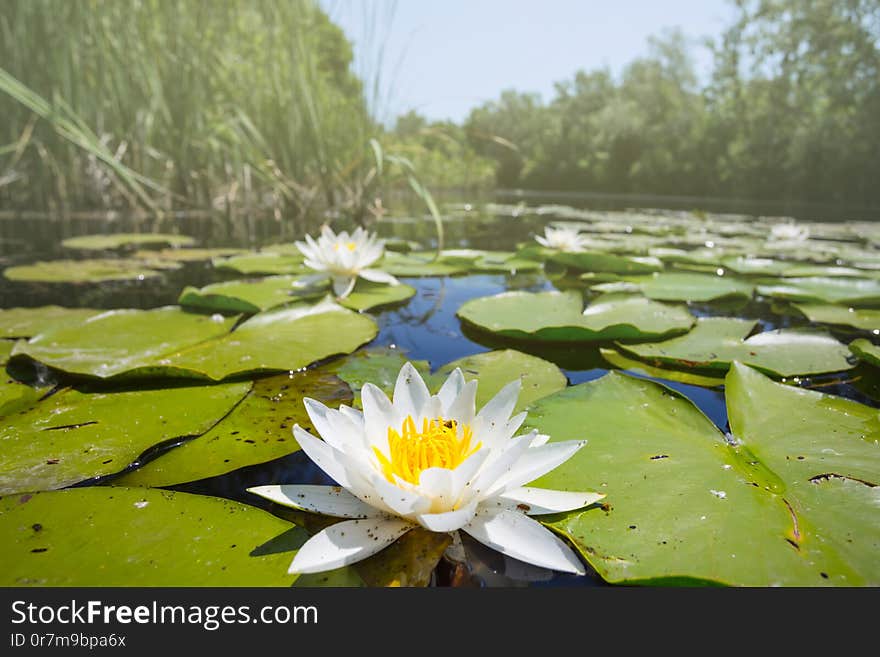 Closeup beautiful white water lily on the summer river