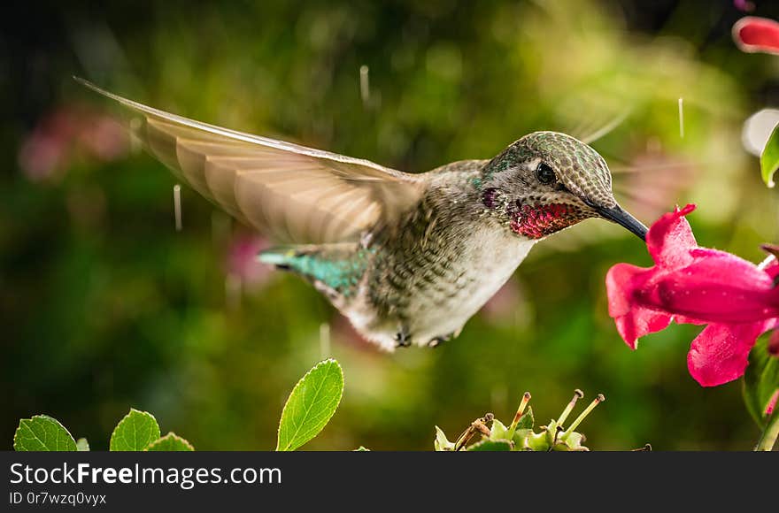 Hummingbird in vibrant natural colors