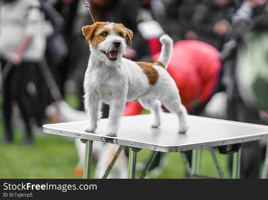 A Beautiful Jack Russell Terrier Shown On The Table.