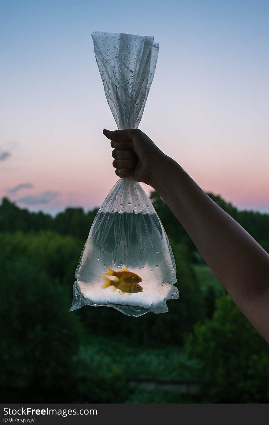 Caught fish placed in the package. Two golden fish in the hands of a woman. Transparent bag with fish on the background of the forest and the sunset. Pets