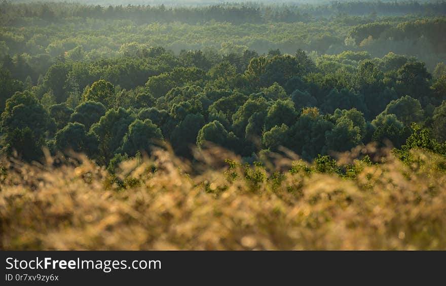 Autumn October Deciduous Forest in the Hills. Panoramic landscape