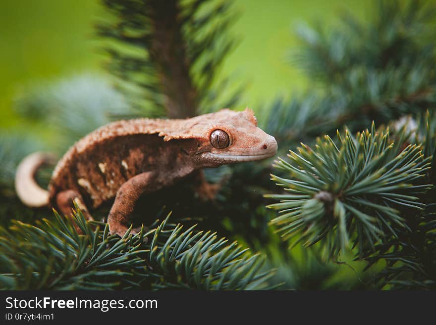 New Caledonian crested gecko, Rhacodactylus ciliatus, on tree. New Caledonian crested gecko, Rhacodactylus ciliatus, on tree