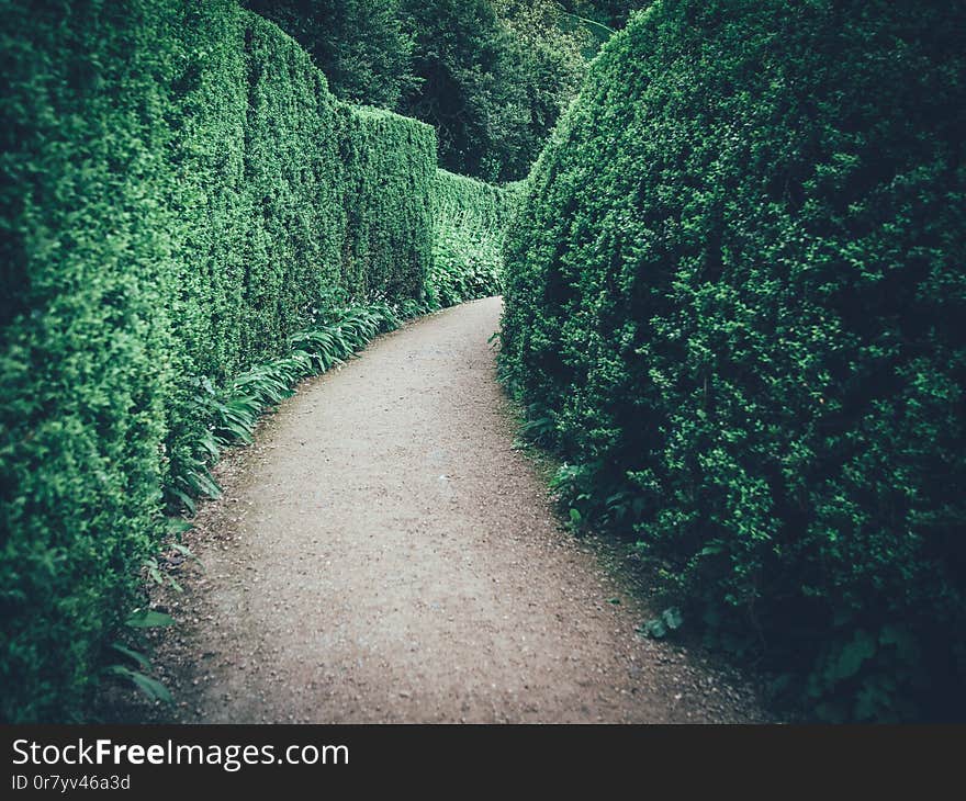 A narrow road surrounded by tall beautiful greenery in a large maze