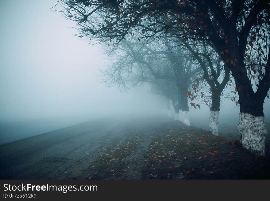 Road in foggy early autumn morning. Tree silhouettes. Horisontal. Space for message