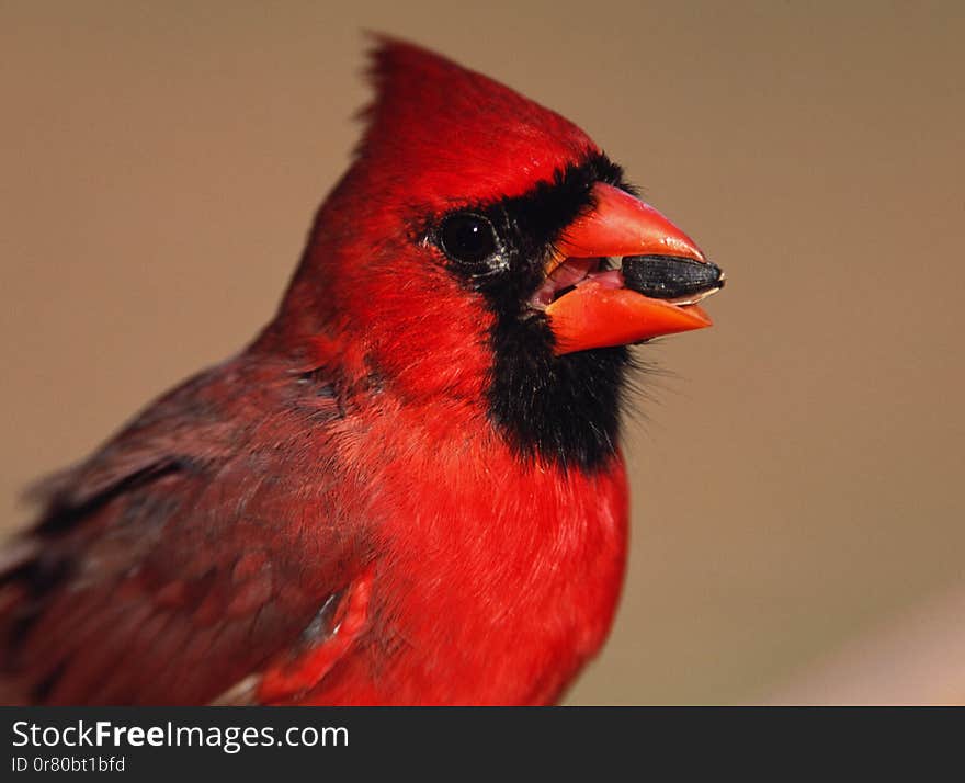 A male Cardinal about to split a sunflower seed at the backyard feeder in winter