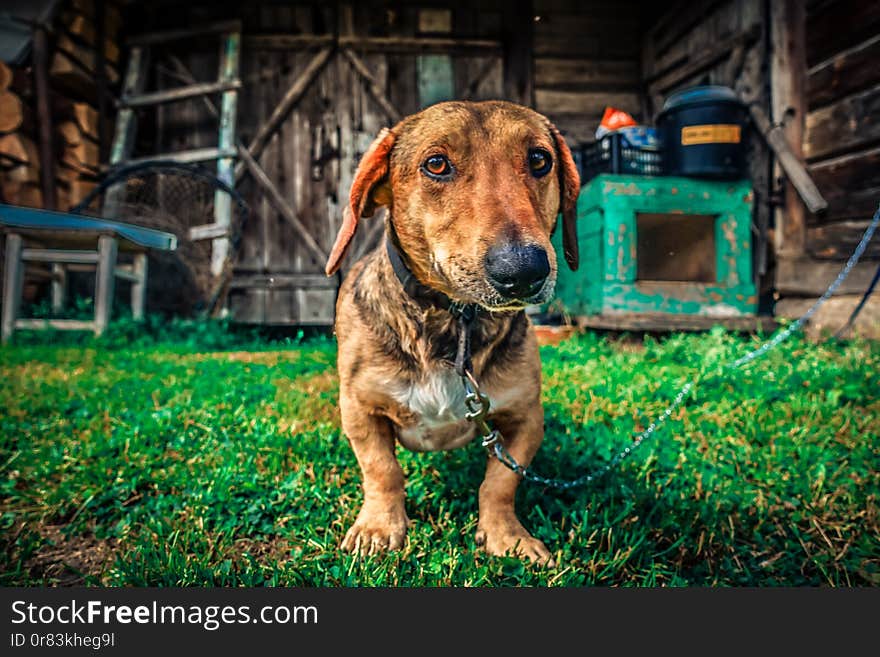 Dog on a chain looking sad at countryside. Dog on a chain looking sad at countryside