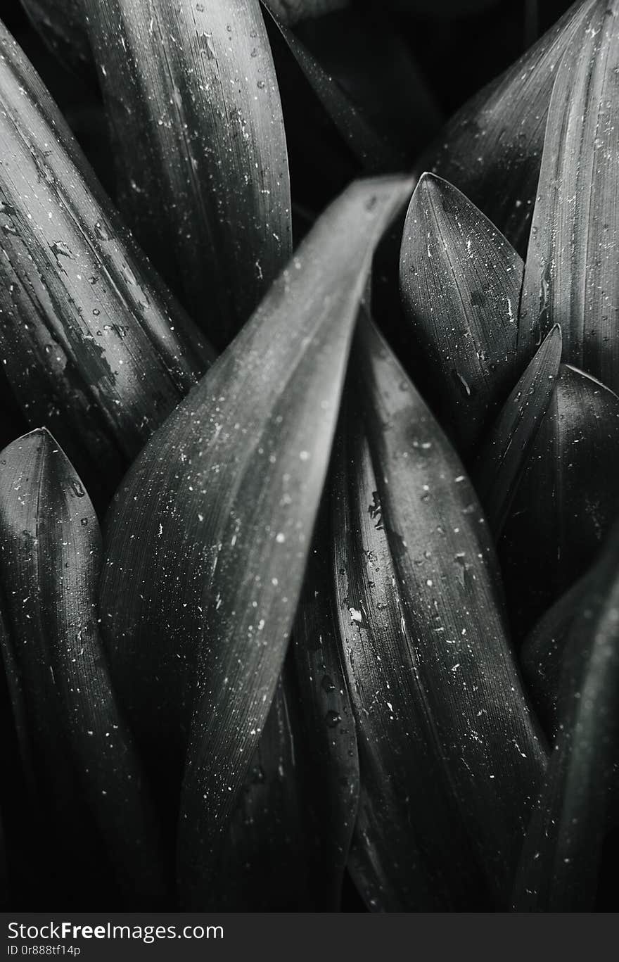 Dark leaves closeup view background. Monochrome tree, bush foliage decorative backdrop. Plant leaves with shadows horizontal minimal wallpaper. Fresh greenery. Natural, organic, eco concept