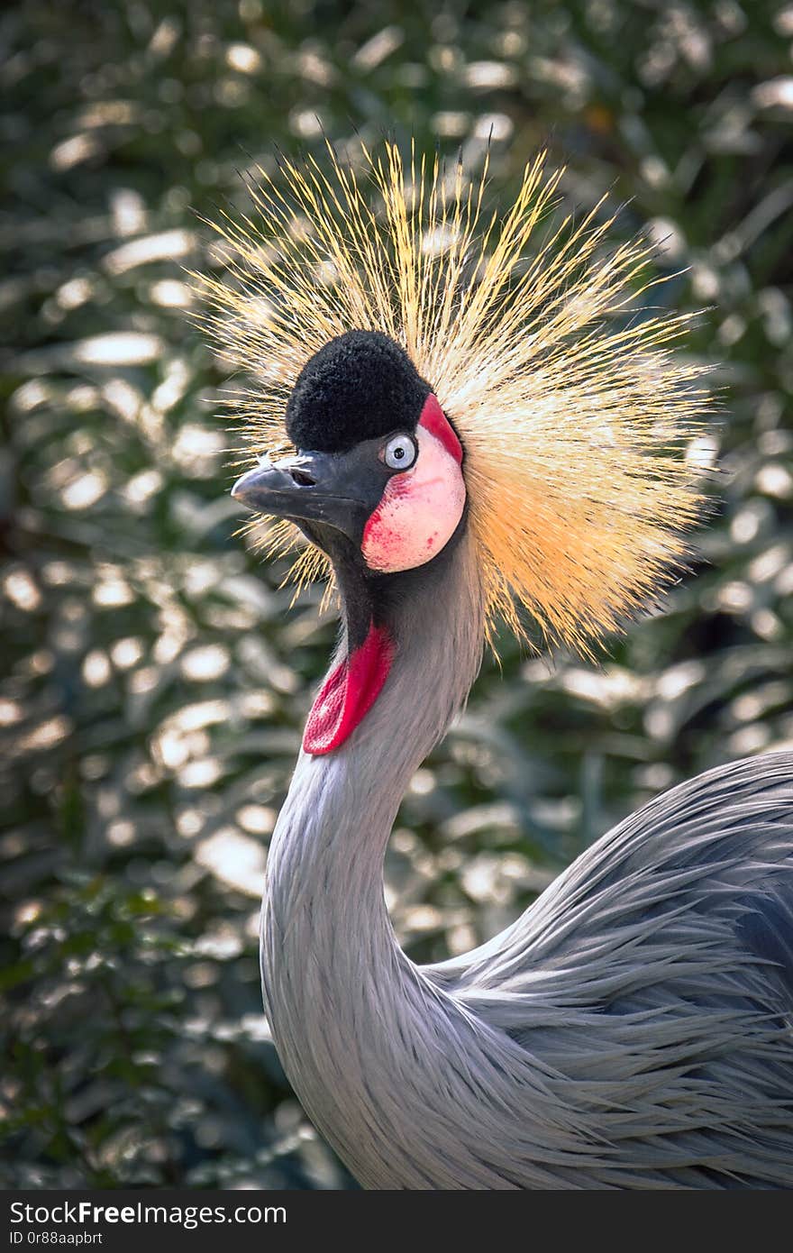 Closeup of a Grey Crowned Crane Balearica regulorum