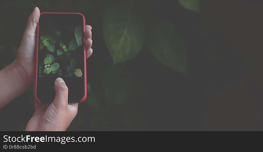 Hand holding mobile phone and take a photo of green leaves on dark blurred background. Eco nature lifestyle concept