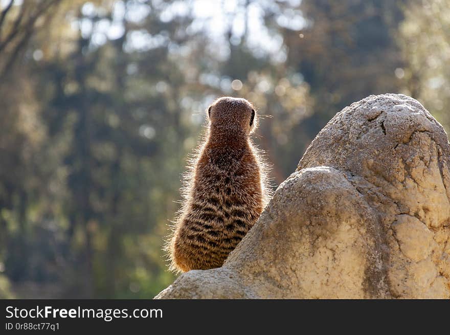 Funny fluffy meerkat standing on a stone and looking away.