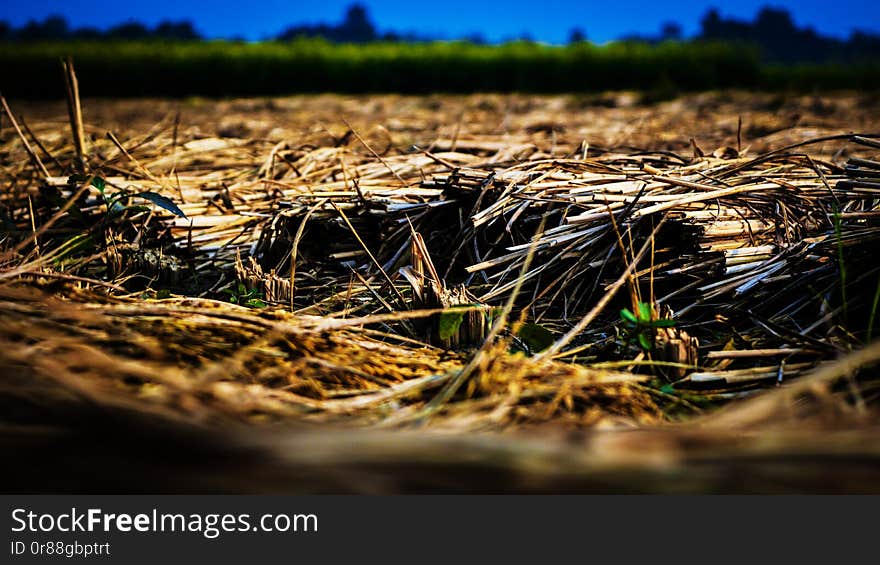 Dry straw in a paddy field