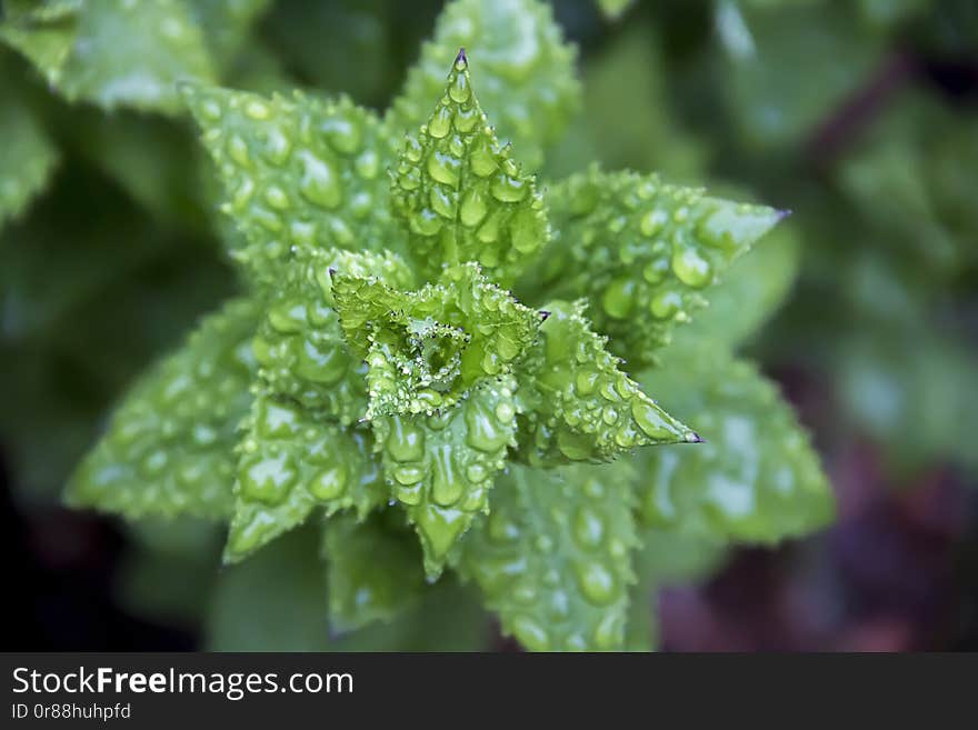 A picture of water droplets on the stems of a plant in a garden