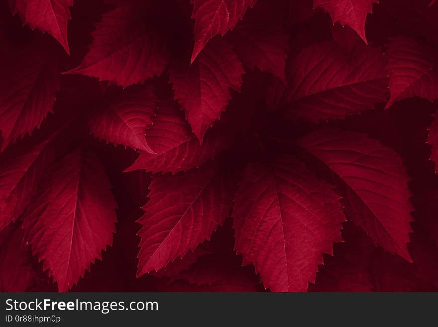 Bright proton red leaves top view minimalistic background. Foliage plant, flower indigo petals texture. Houseplant branches close up backdrop concept. Web banner, poster, postcard idea. Bright proton red leaves top view minimalistic background. Foliage plant, flower indigo petals texture. Houseplant branches close up backdrop concept. Web banner, poster, postcard idea